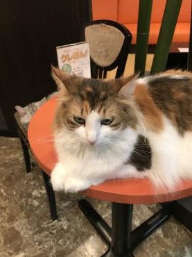 猫カフェとフクロウカフェをハシゴ｜「ポピー」　（京都府八幡市の花キューピット加盟店 花屋）のブログ