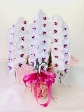 リップ　胡蝶蘭｜「彩季舎」　（群馬県高崎市の花キューピット加盟店 花屋）のブログ