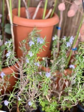 ♪な〜んでか?｜「彩季舎」　（群馬県高崎市の花キューピット加盟店 花屋）のブログ