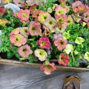 変わり種？胡蝶蘭☆｜「フラワーショップ花よど」　（熊本県天草市の花キューピット加盟店 花屋）のブログ