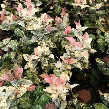 昨日の鉢物仕入れ（初雪かずら・ガーベラ・コスモス・パパイヤ他）｜「ポピー」　（京都府八幡市の花キューピット加盟店 花屋）のブログ