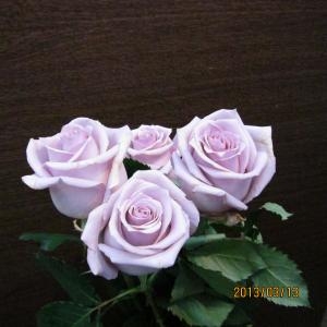 バラ☆｜「フラワーショップ花よど」　（熊本県天草市の花キューピット加盟店 花屋）のブログ