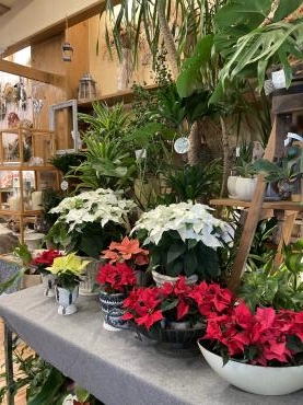 ポインセチアで　クリスマス・・・｜「フローリスト飾り屋」　（鹿児島県鹿児島市の花キューピット加盟店 花屋）のブログ