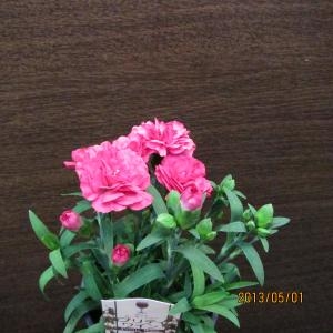 暑くなったり、寒くなったり、、、｜「フラワーショップ花よど」　（熊本県天草市の花キューピット加盟店 花屋）のブログ