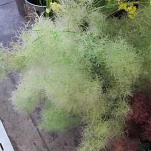 スモークツリー入荷☆｜「フラワーショップ花よど」　（熊本県天草市の花キューピット加盟店 花屋）のブログ