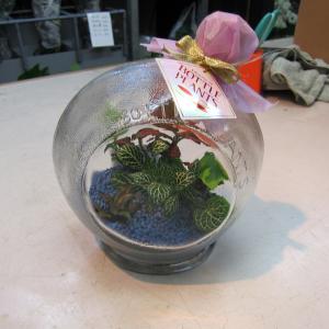 ボトルプランツ！？｜「フラワーショップ花よど」　（熊本県天草市の花キューピット加盟店 花屋）のブログ