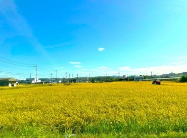 秋晴れ（間もなく収穫）｜「ポピー」　（京都府八幡市の花キューピット加盟店 花屋）のブログ