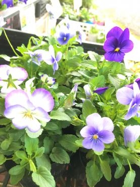 11月になりました！｜「ポピー」　（京都府八幡市の花キューピット加盟店 花屋）のブログ