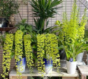 爽やかなグリーンが素敵なラン   三島市フローラント｜「フローラント」　（静岡県三島市の花キューピット加盟店 花屋）のブログ