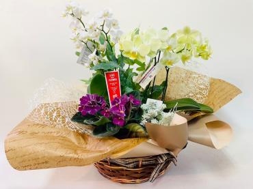 開店祝い　プランツアレンジ｜「彩季舎」　（群馬県高崎市の花キューピット加盟店 花屋）のブログ