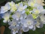 紫陽花｜「花かざり」　（大阪府大阪市城東区の花キューピット加盟店 花屋）のブログ