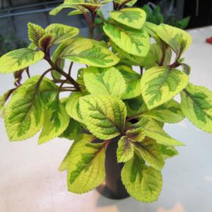 鉢物入荷です☆｜「フラワーショップ花よど」　（熊本県天草市の花キューピット加盟店 花屋）のブログ