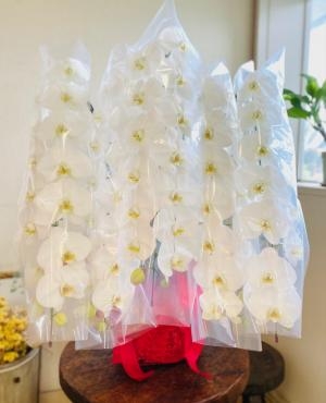 ご就任祝い　胡蝶蘭｜「彩季舎」　（群馬県高崎市の花キューピット加盟店 花屋）のブログ