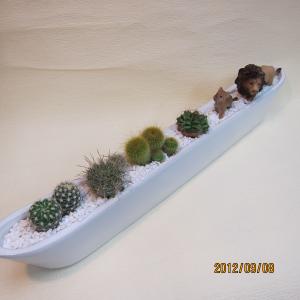 サボテン入荷！｜「フラワーショップ花よど」　（熊本県天草市の花キューピット加盟店 花屋）のブログ