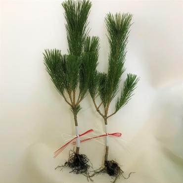 根引きの門松販売開始｜「ポピー」　（京都府八幡市の花キューピット加盟店 花屋）のブログ