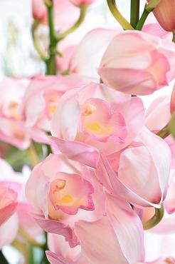 シンビジュウム｜「アライ花店」　（山形県山形市の花キューピット加盟店 花屋）のブログ