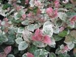 初雪かずら｜「花かざり」　（大阪府大阪市城東区の花キューピット加盟店 花屋）のブログ