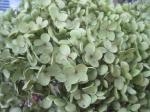 紫陽花｜「花かざり」　（大阪府大阪市城東区の花キューピット加盟店 花屋）のブログ
