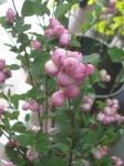 シンフォリカリポス～ピンク｜「花かざり」　（大阪府大阪市城東区の花キューピット加盟店 花屋）のブログ