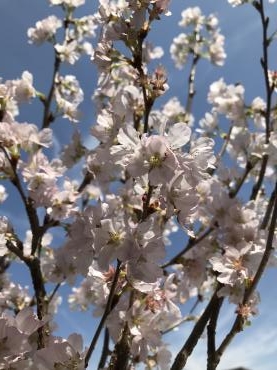 さくら（花手水）｜「ポピー」　（京都府八幡市の花キューピット加盟店 花屋）のブログ