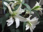 百合(ポーラスター）｜「花かざり」　（大阪府大阪市城東区の花キューピット加盟店 花屋）のブログ