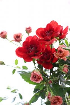 真っ赤なダリア｜「アライ花店」　（山形県山形市の花キューピット加盟店 花屋）のブログ