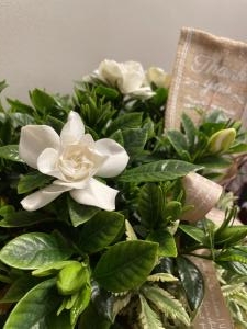 初夏の花だより、店休日のお知らせ｜「フローリスト飾り屋」　（鹿児島県鹿児島市の花キューピット加盟店 花屋）のブログ