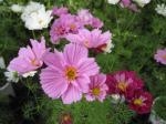 コスモス＊ダブル｜「花かざり」　（大阪府大阪市城東区の花キューピット加盟店 花屋）のブログ