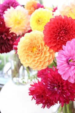 華やかダリア♬｜「アライ花店」　（山形県山形市の花キューピット加盟店 花屋）のブログ
