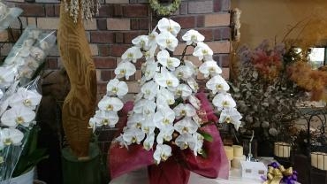 松山市の胡蝶蘭のお届け｜「パールフローラ」　（愛媛県松山市の花キューピット加盟店 花屋）のブログ