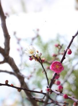 紅白の梅｜「アライ花店」　（山形県山形市の花キューピット加盟店 花屋）のブログ