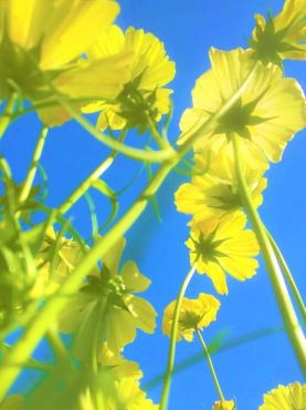 キバナコスモスを下から撮ってみました。｜「ポピー」　（京都府八幡市の花キューピット加盟店 花屋）のブログ