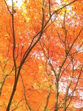 JR福知山線廃線跡を歩いてきました（兵庫県）｜「ポピー」　（京都府八幡市の花キューピット加盟店 花屋）のブログ