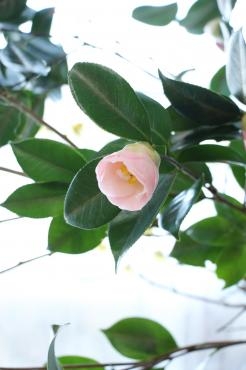 1月最後の日曜日｜「アライ花店」　（山形県山形市の花キューピット加盟店 花屋）のブログ