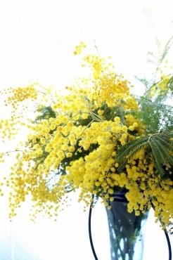 ふわっふわっ・ミモザ｜「アライ花店」　（山形県山形市の花キューピット加盟店 花屋）のブログ