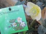 Christmasrose｜「花かざり」　（大阪府大阪市城東区の花キューピット加盟店 花屋）のブログ