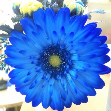 ブルー染め実験中｜「ポピー」　（京都府八幡市の花キューピット加盟店 花屋）のブログ