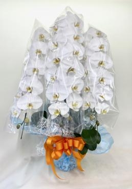 昇進お祝い　胡蝶蘭｜「彩季舎」　（群馬県高崎市の花キューピット加盟店 花屋）のブログ