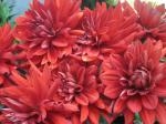 赤色ダリア｜「花かざり」　（大阪府大阪市城東区の花キューピット加盟店 花屋）のブログ