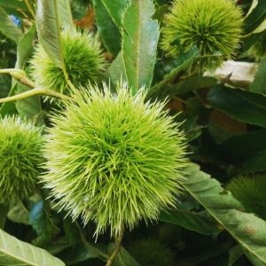 秋の味覚も、、｜「お花の陽光園」　（青森県八戸市の花キューピット加盟店 花屋）のブログ