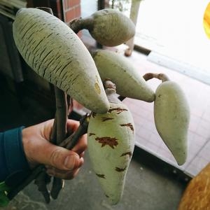 ウッディーペア｜「お花の陽光園」　（青森県八戸市の花キューピット加盟店 花屋）のブログ