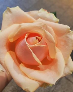 飾りじゃないのよ生なのよ｜「花里」　（神奈川県逗子市の花キューピット加盟店 花屋）のブログ