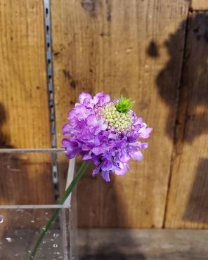 侍魂｜「花里」　（神奈川県逗子市の花キューピット加盟店 花屋）のブログ