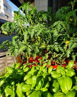 マリアージュ｜「花里」　（神奈川県逗子市の花キューピット加盟店 花屋）のブログ