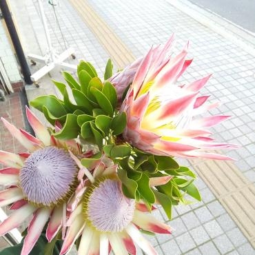 国産のキングプロテア｜「お花の陽光園」　（青森県八戸市の花キューピット加盟店 花屋）のブログ