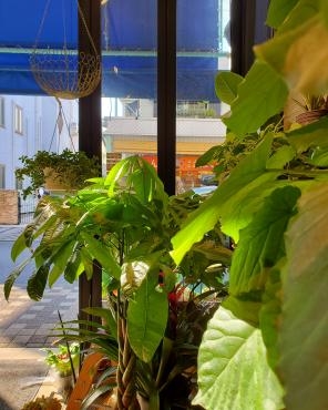 光｜「花里」　（神奈川県逗子市の花キューピット加盟店 花屋）のブログ