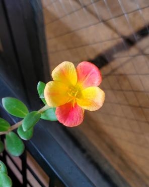 色変わり｜「花里」　（神奈川県逗子市の花キューピット加盟店 花屋）のブログ
