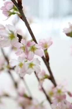 成人の日♡｜「アライ花店」　（山形県山形市の花キューピット加盟店 花屋）のブログ