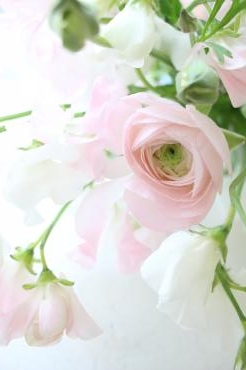 キュンとする可愛らしさ♡♡｜「アライ花店」　（山形県山形市の花キューピット加盟店 花屋）のブログ