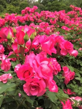 府立植物園のバラ園と新緑のカフェ｜「ポピー」　（京都府八幡市の花キューピット加盟店 花屋）のブログ